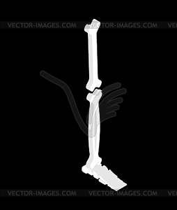 Bone Leg isometric . 3D Bones anatomy. Human - vector clipart / vector image