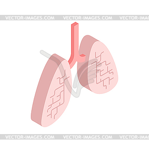 Lungs isometric . Internal organ 3D. anatomy of - vector clipart