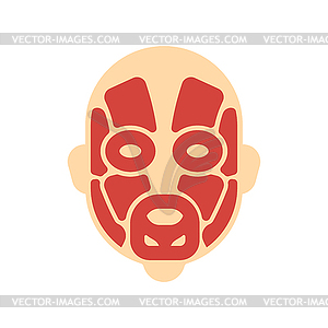 Head muscles system human body system. Face Muscula - vector image