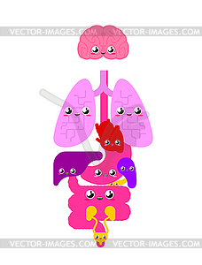 Cute Human anatomy organs Internal. cartoon style - vector image