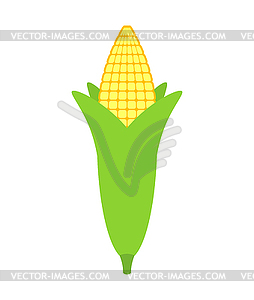 Ear of corn . maize . Ripe fetus - vector clipart