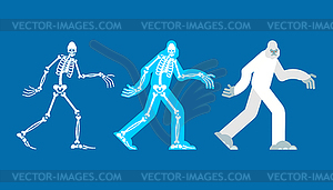 Yeti skeleton islated. Bigfoot skull and bones. - vector clip art