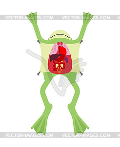 Anatomy frog. Internal organs of toad. Amphibian - vector clip art