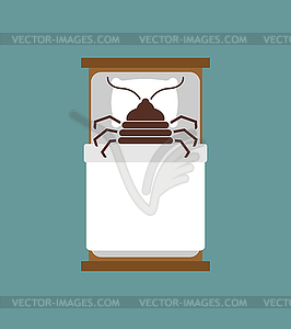 Bedbug in bed. chinch insect - vector clip art