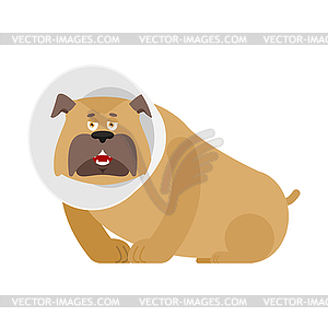 Собака с елизаветинским ошейником. Pet конус. ветеринарный - векторизованное изображение клипарта