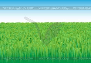 Green grass and blue sky - stock vector clipart