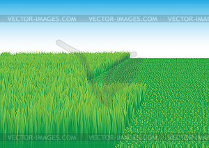 Grass field - vector clip art