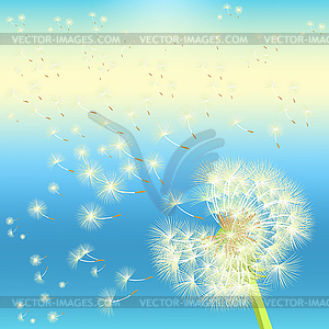 Background dandelion in wind flying at sunset. - vector clipart