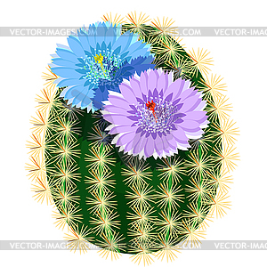 Blooming cactus with pair of flowers - vector clipart / vector image