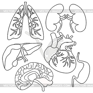Раскраска набор органов человеческого сердца, легких, печени - изображение в формате EPS