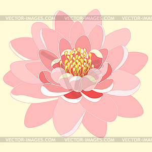 Pink lotus flower  - vector clip art