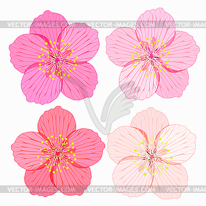 Set of Sakura is flower - vector image