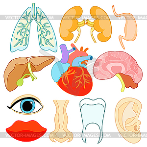 Set of organs within human body and face. - vector clipart