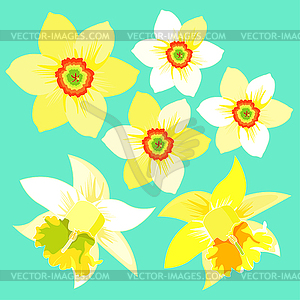 Set of yellow daffodil flower - vector EPS clipart