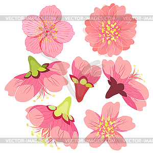 Set Japanese cherry Chinese - vector image