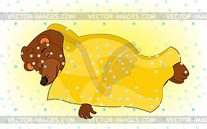 Cartoon bear is sleeping under blanket under - vector clip art