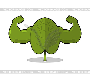 Spinach strong. Useful Herbs with big muscles. Gree - vector image