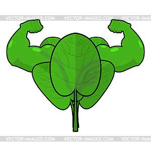 Spinach strong. Useful Herbs with big muscles. Gree - vector image