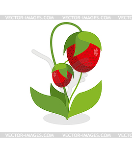 Red strawberries with green stems. Juicy Berry - royalty-free vector image