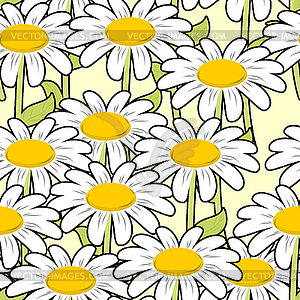 Chamomile seamless pattern. Beautiful flowers - vector image