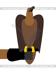 Falcon hunting. Birds of prey sitting on hand. - vector clipart