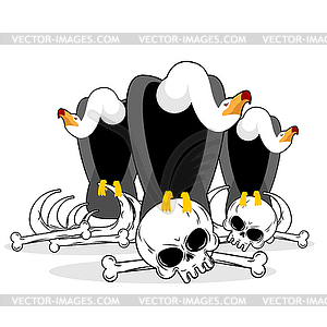 Vultures on skull . Griffon gnaw remains - vector clip art