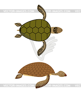 Набор болотная черепаха. Вид сбоку и вид сверху. Глубокое море - векторизованное изображение