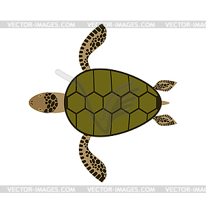 Sea turtle . Water reptile - vector image
