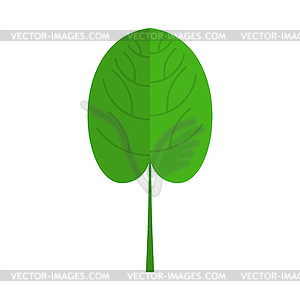 Spinach . Green leaves - vector clipart / vector image
