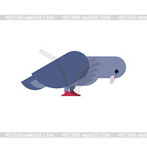 Pigeon . Dove - color vector clipart