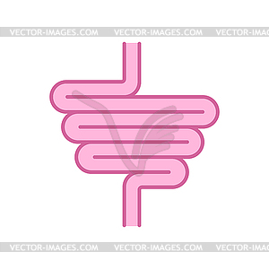 Кишечник. пищеварительный тракт. Человеческая кишка - векторный клипарт
