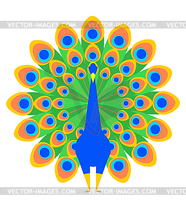 Peacock . Beautiful bird with large tail. illustr - vector image