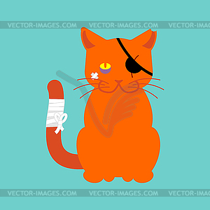 Bad Cat pirate. Eye patch and bruise. Pet bully - vector image