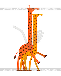 Giraffe sex. Love Giraffes intercourse. Animal - vector image