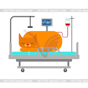 Cat in Medical bed. Pet is sick - vector image