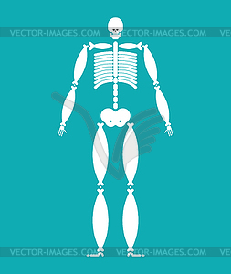 Fat skeleton. Wide bone. Fat Man Anatomy - stock vector clipart