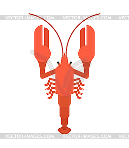 Crayfish red . Marine crustacean Delicacy. illust - royalty-free vector clipart