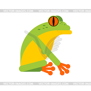 Tree frog . Tropical amphibian - vector clipart