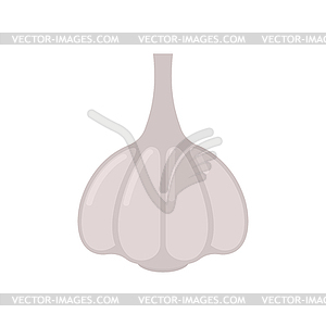 Garlic . Vegetable. illustrat - vector clipart