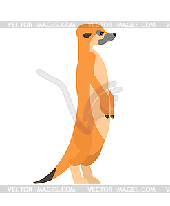 Meerkat cartoon. Small mongoose - vector image