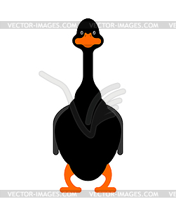 Black goose . domestic waterfowl - vector clip art