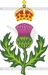 Scottish thistle .Symbol of Scotland - vector image