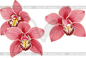 Orchids - vector image