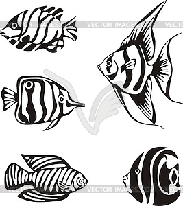 Набор черно-белой тропических рыб - иллюстрация в векторе