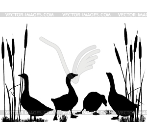 Goose and ducks silhouettes - vector EPS clipart