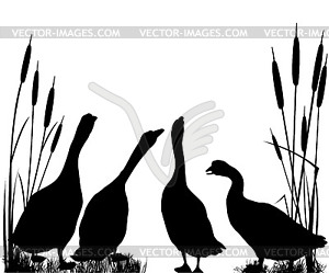 Gooses silhouettes - vector clip art