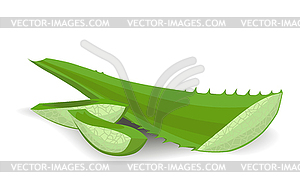Cut aloe leaves - vector image