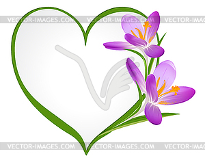 Purple crocus with frame in shape of heart - vector image