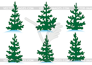 Set of firs - vector clipart