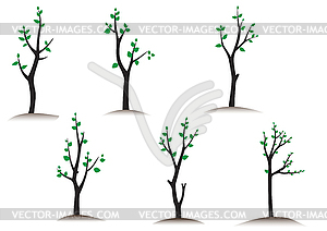 Набор молодых деревьев - рисунок в векторном формате